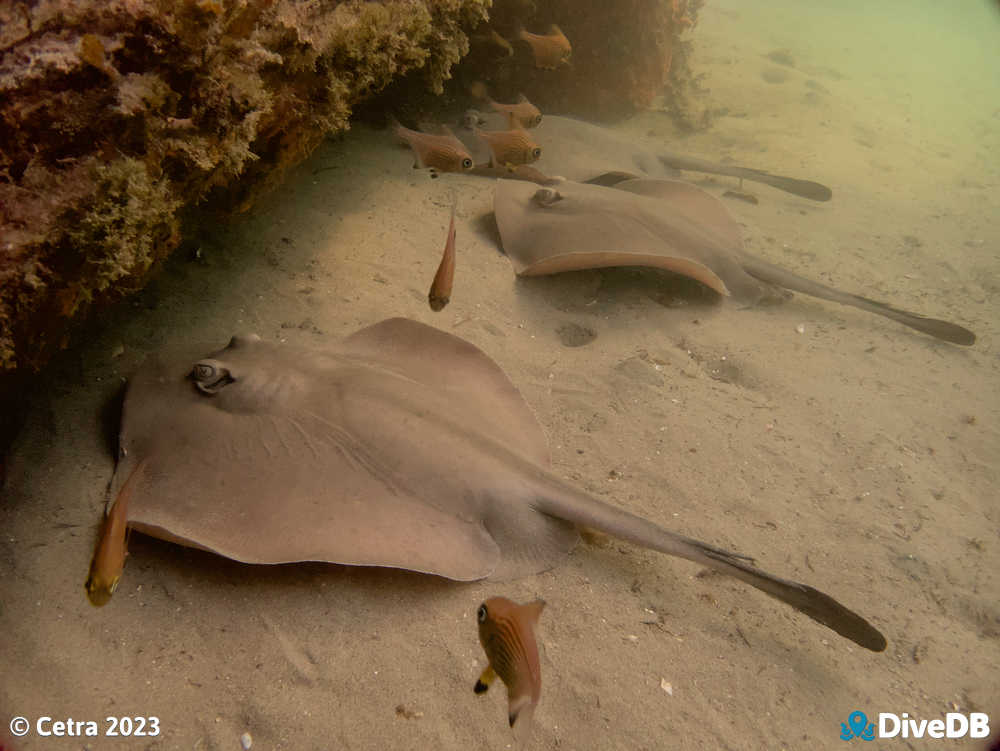 Photo of Smooth Stingray at Blairgowrie Pier. 