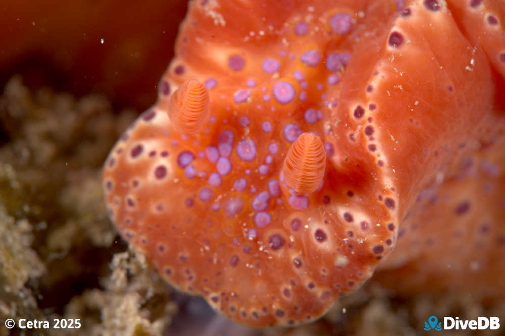 Photo of Short-tailed Sea Slug at Port Hughes Jetty. 