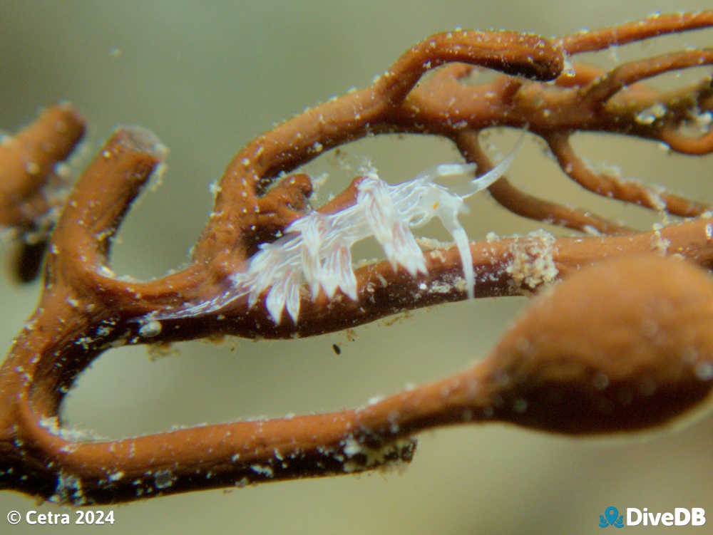 Photo of Createna lineata at Port Noarlunga Jetty. 