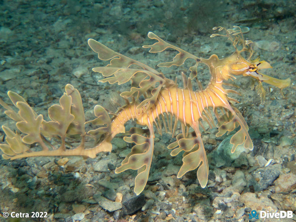 Photo of Leafy Seadragon. 