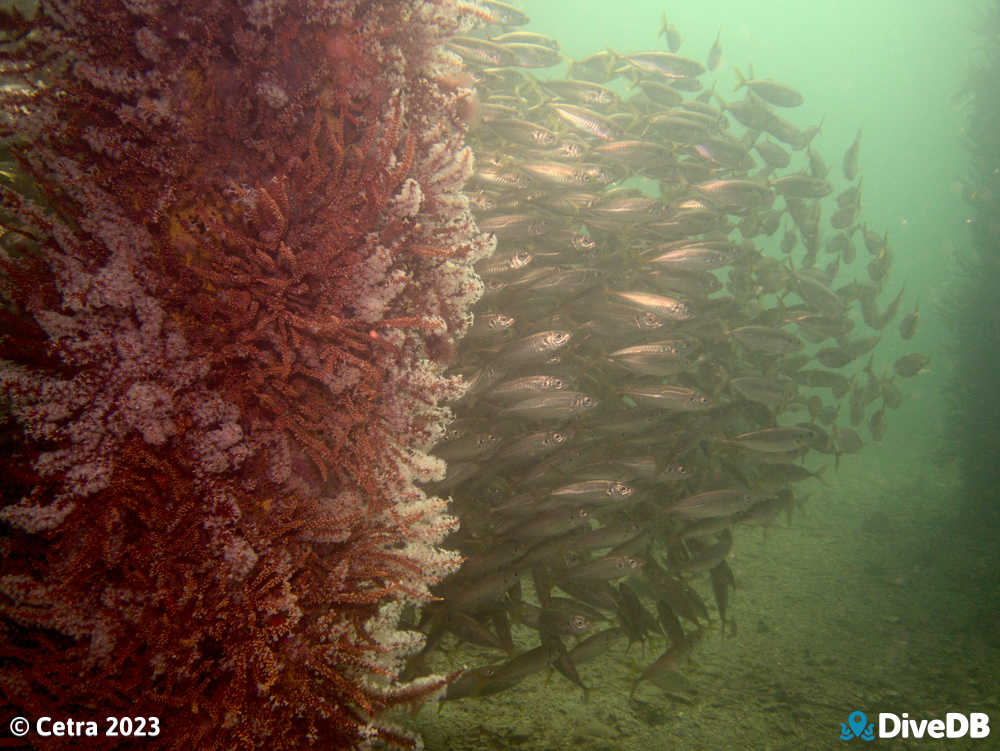 Photo at Port Hughes Jetty. 