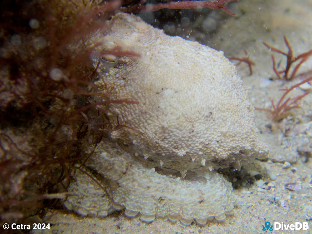 Photo of Octopus at Port Noarlunga Jetty. 