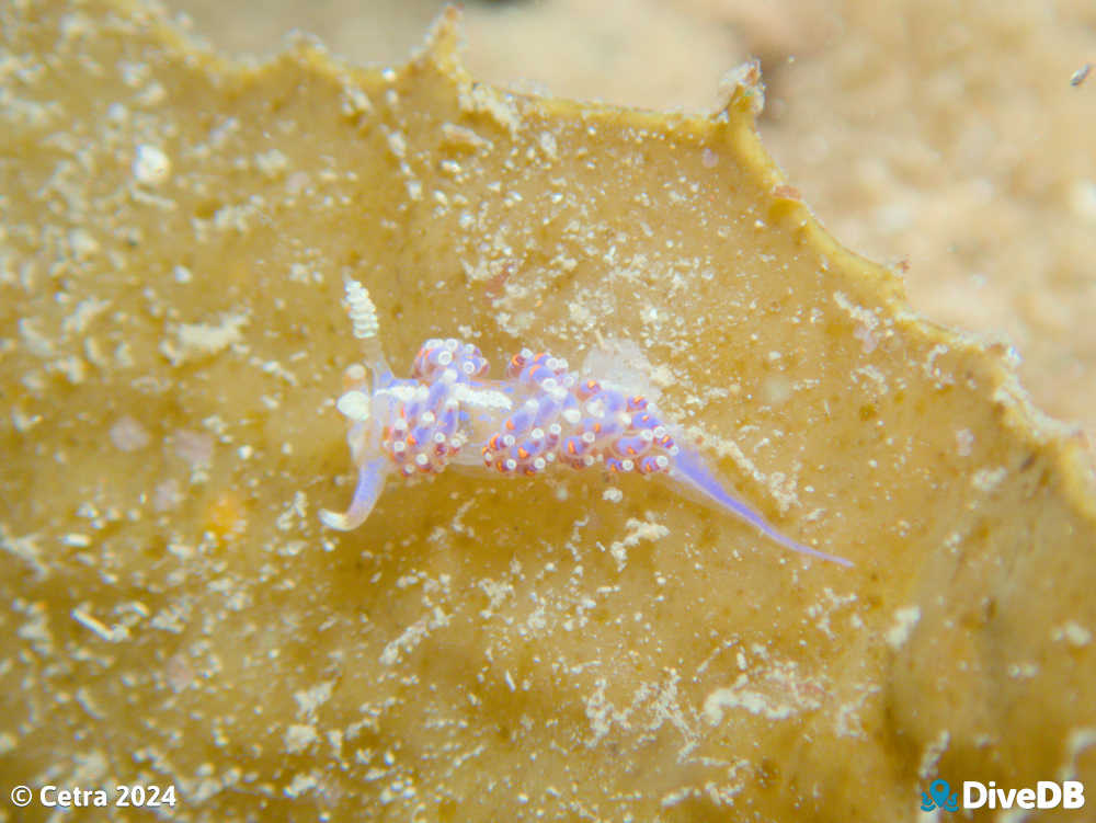 Photo of Austraeolis ornata at Port Noarlunga Jetty. 