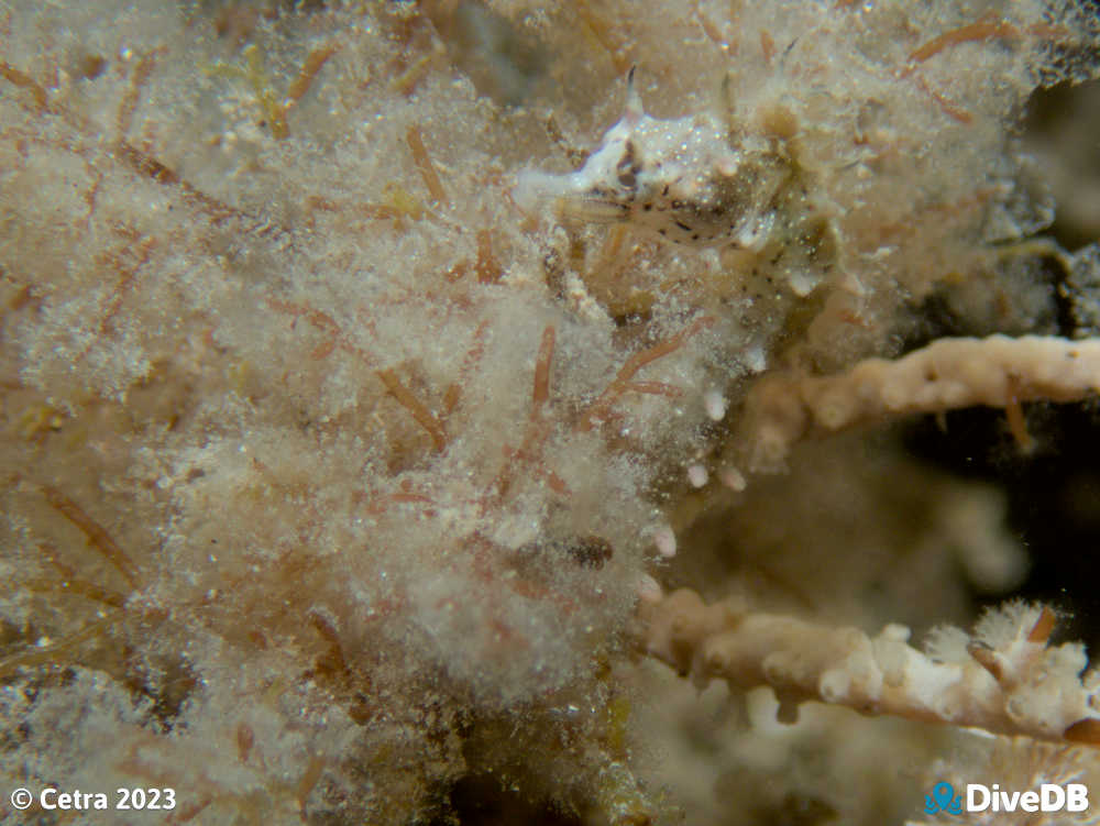 Photo of Shorthead Seahorse at Port Victoria Jetty. 