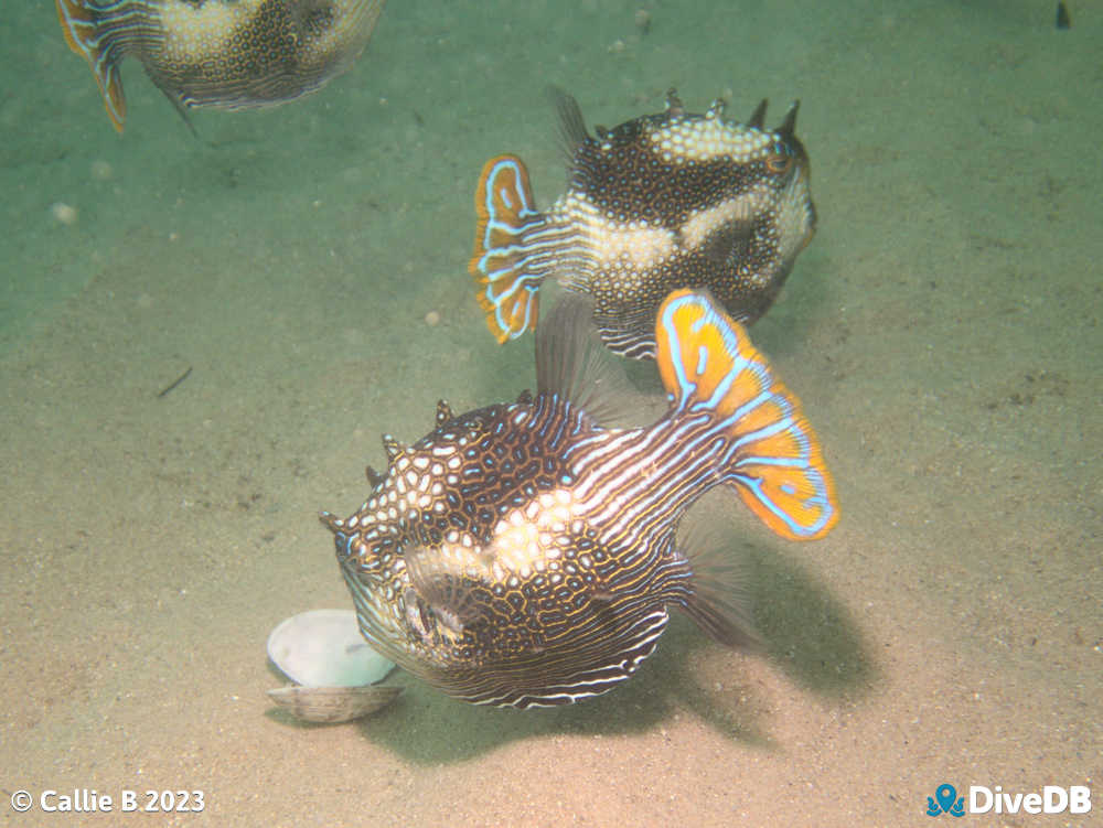 Photo of Ornate Cowfish. 