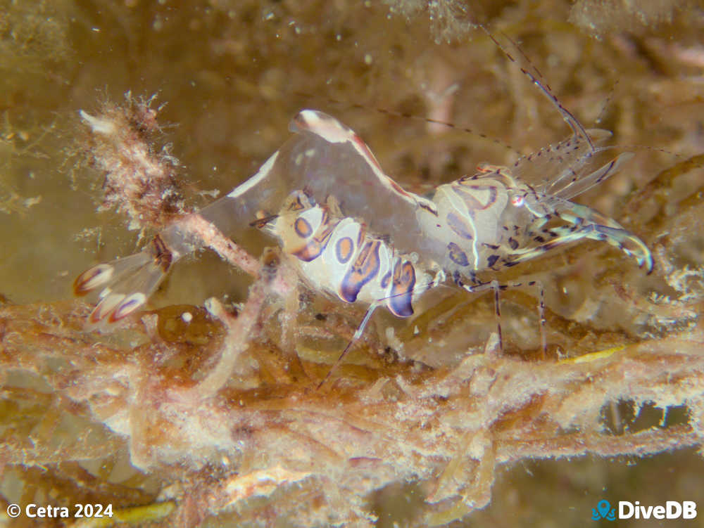 Photo of Ancylomenes aesopius at Leather Jacket Alley. 