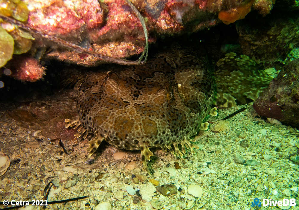 Photo of Wobbegong at Klein Point. 