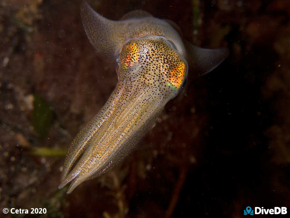 Photo of Squid at Edithburgh Jetty. 