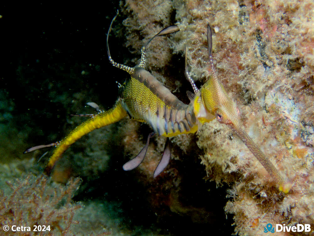 Photo of Weedy Seadragon at Glenelg Tyre Reef. 