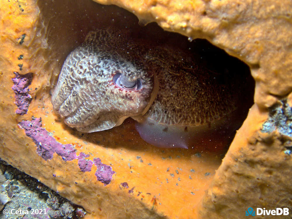 Photo of Cuttlefish at Edithburgh Jetty. 