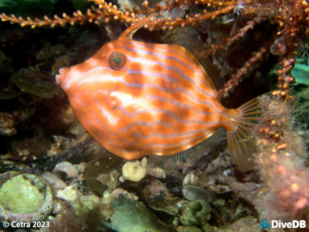 Photo of Mosaic Leatherjacket at Port Hughes Jetty. 