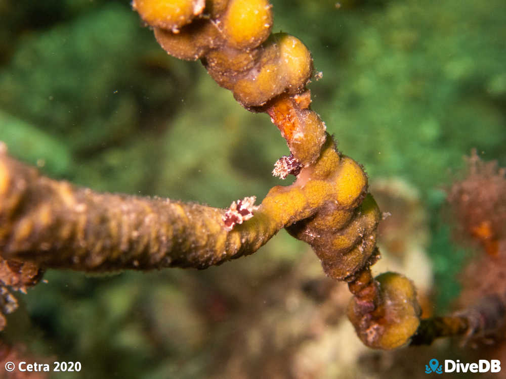 Photo of Trapania brunnea at Edithburgh Jetty. 