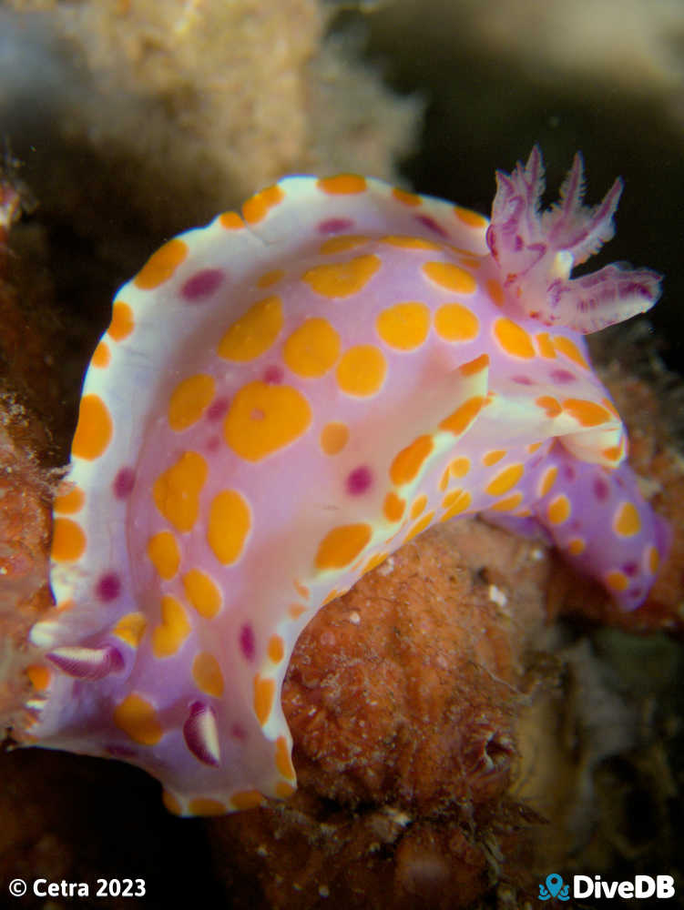 Photo of Clown Nudi at Edithburgh Jetty. 