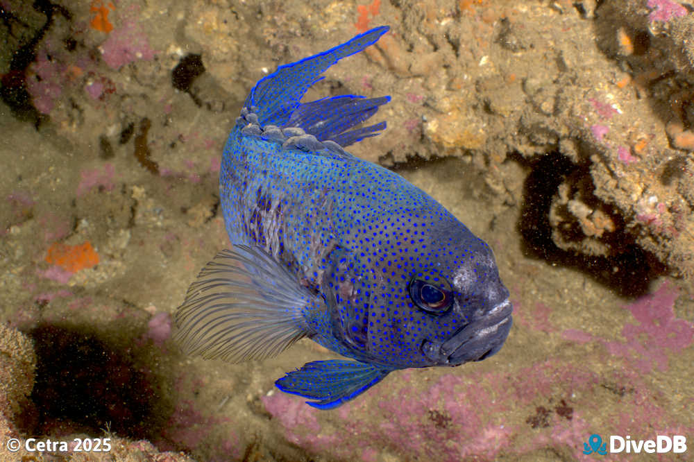 Photo at Aldinga Pinnacles. 