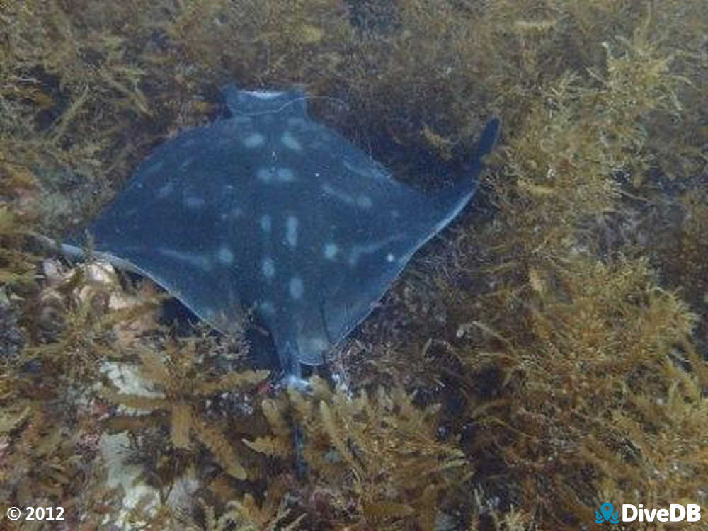 Photo of Southern Eagle Ray. 