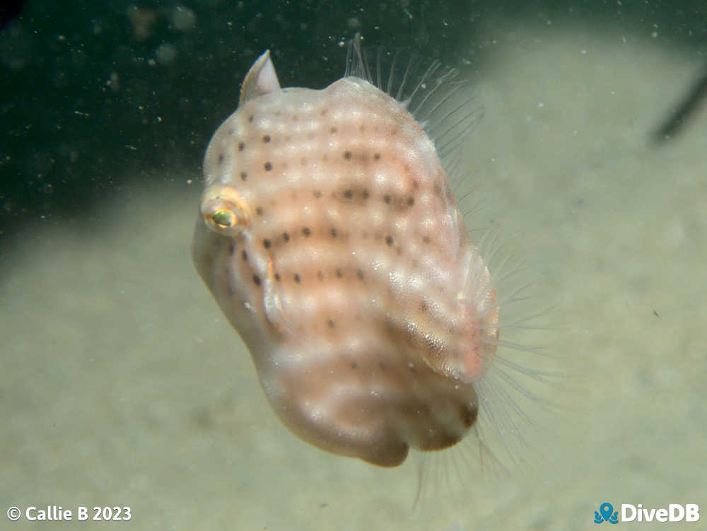 Photo of Southern Pygmy Leatherjacket at Port Noarlunga Jetty. 