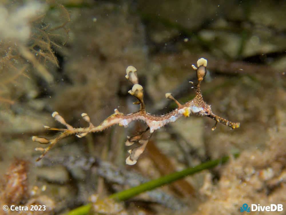 Photo of Weedy Seadragon at Port Victoria Jetty. 