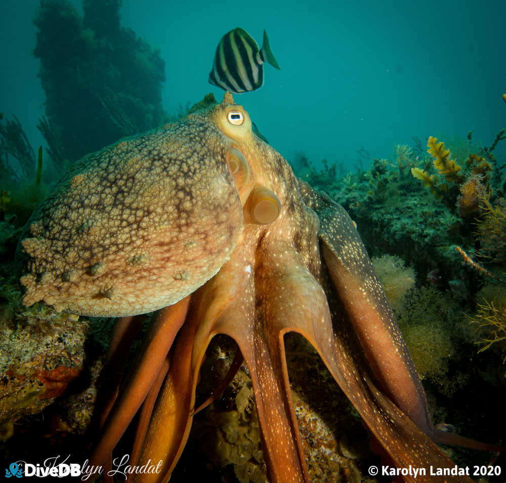 Photo of Maori Octopus at Rapid Bay. 