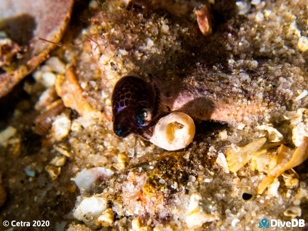 Photo of Bobtail Squid at Broken Bottom. 