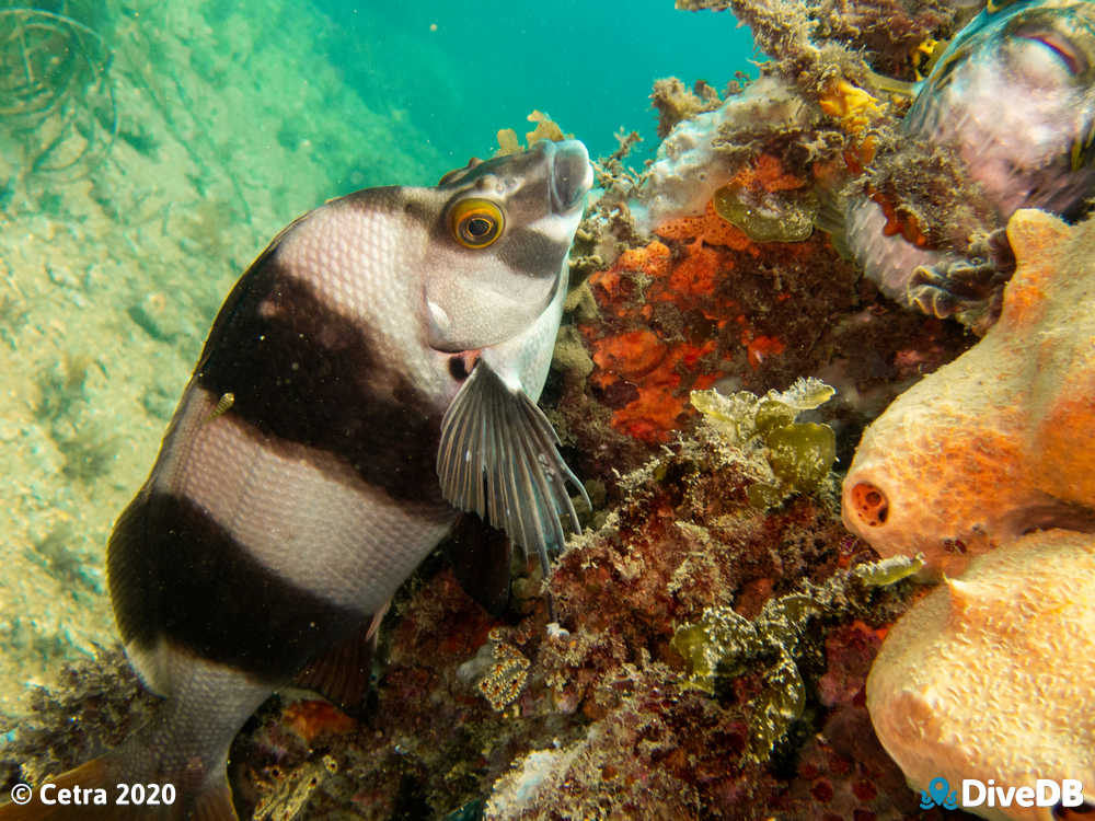 Photo of Magpie Perch at Rapid Bay. 