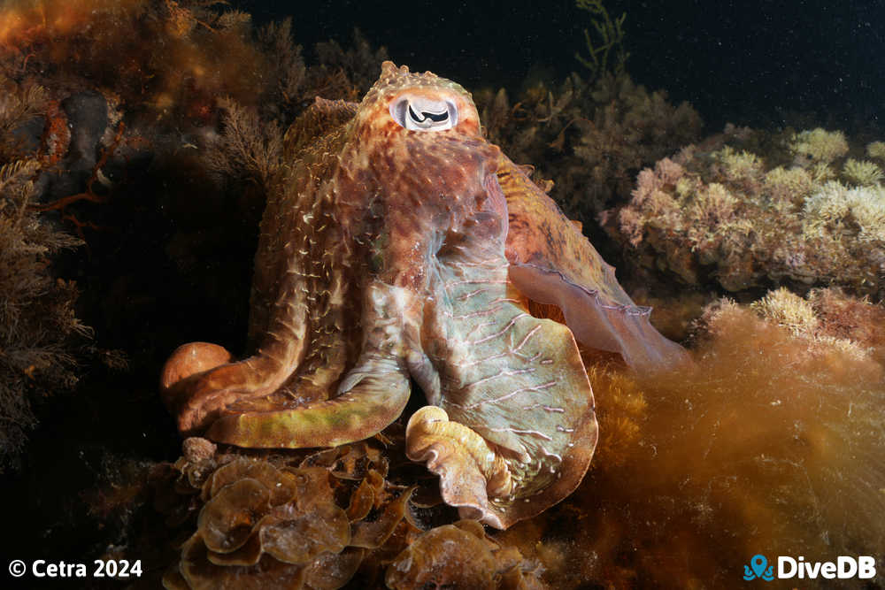 Photo at Whyalla Cuttlefish. 