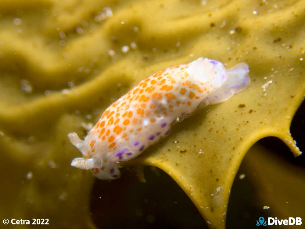 Photo of Chromodoris ambigua at Port Noarlunga Jetty. 