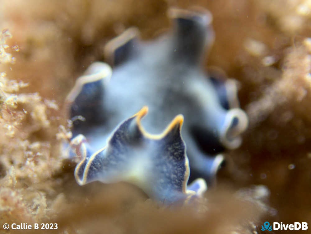 Photo of Blue Flatworm at Port Noarlunga Jetty. 