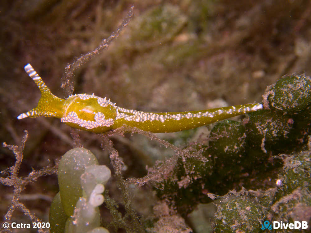 Photo of Dinosaur Nudi at Edithburgh Jetty. 