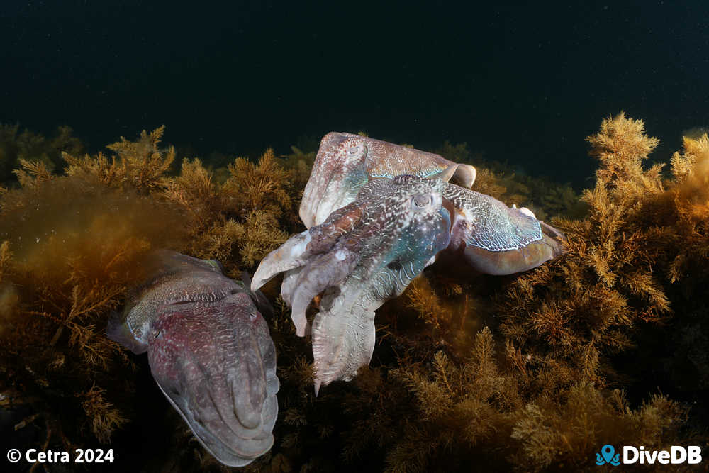 Photo at Whyalla Cuttlefish. 