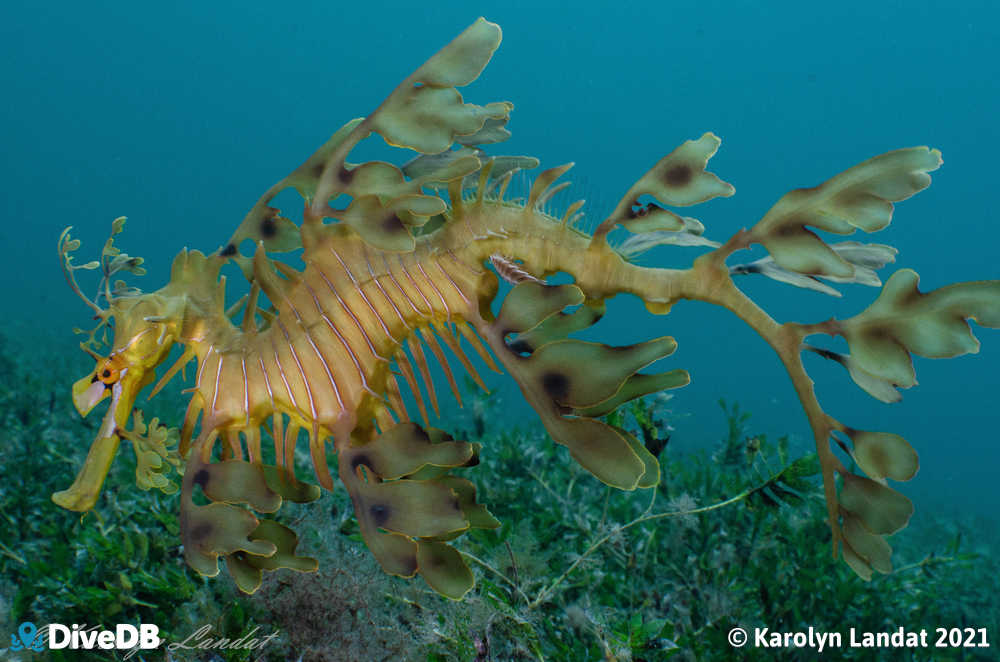 Photo of Leafy Seadragon. 