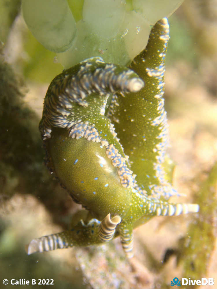 Photo of Dinosaur Nudi at Edithburgh Jetty. 