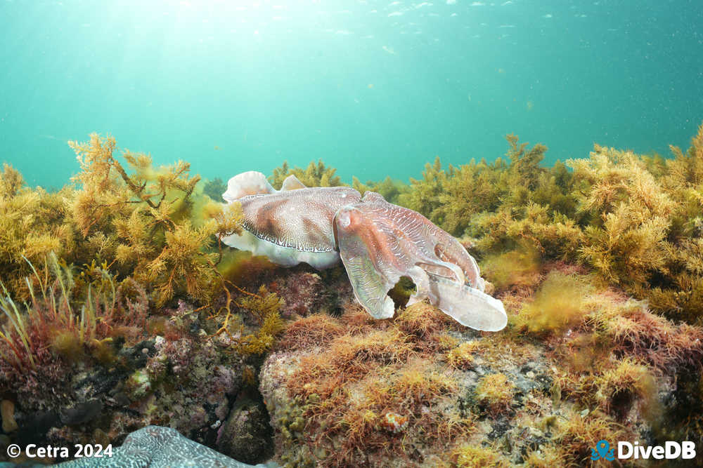 Photo at Whyalla Cuttlefish. 