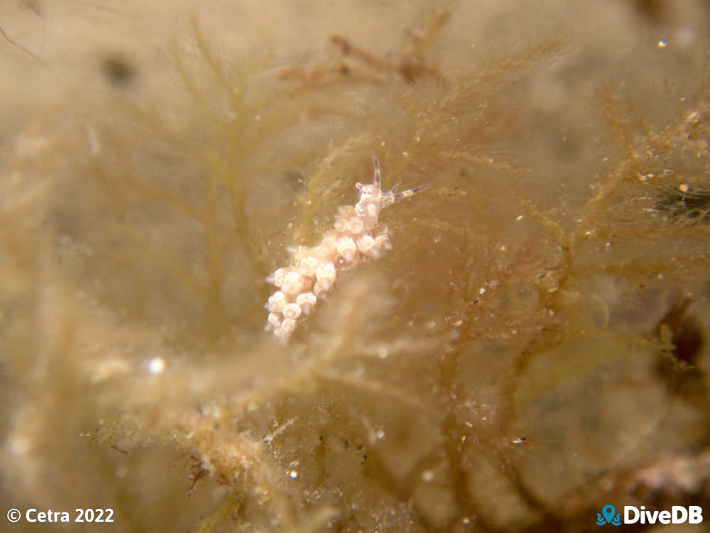 Photo of Trinchesia RB14 at Port Noarlunga Jetty. 