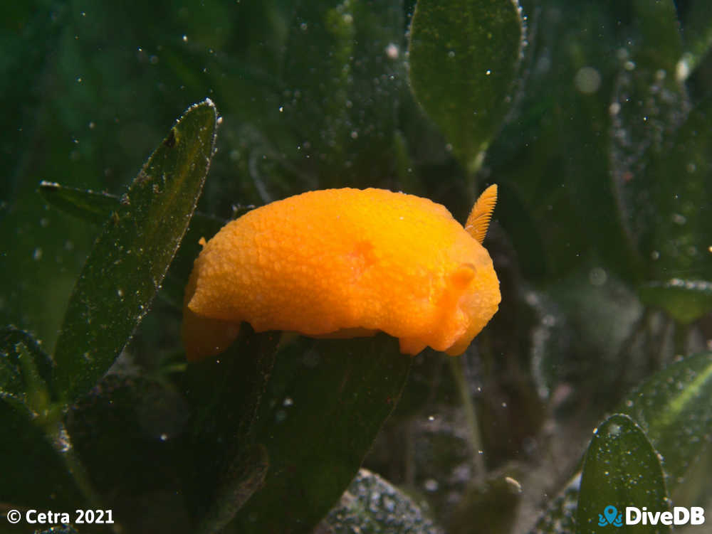 Photo of Cordial at Edithburgh Jetty. 