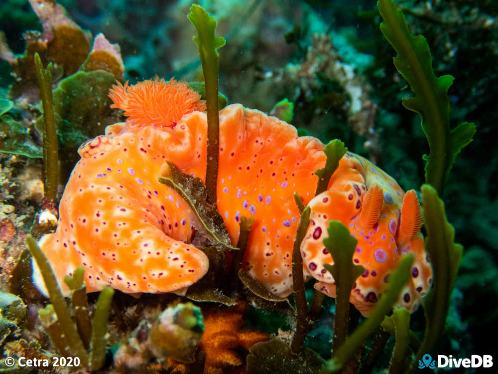 Short-tailed Sea Slug