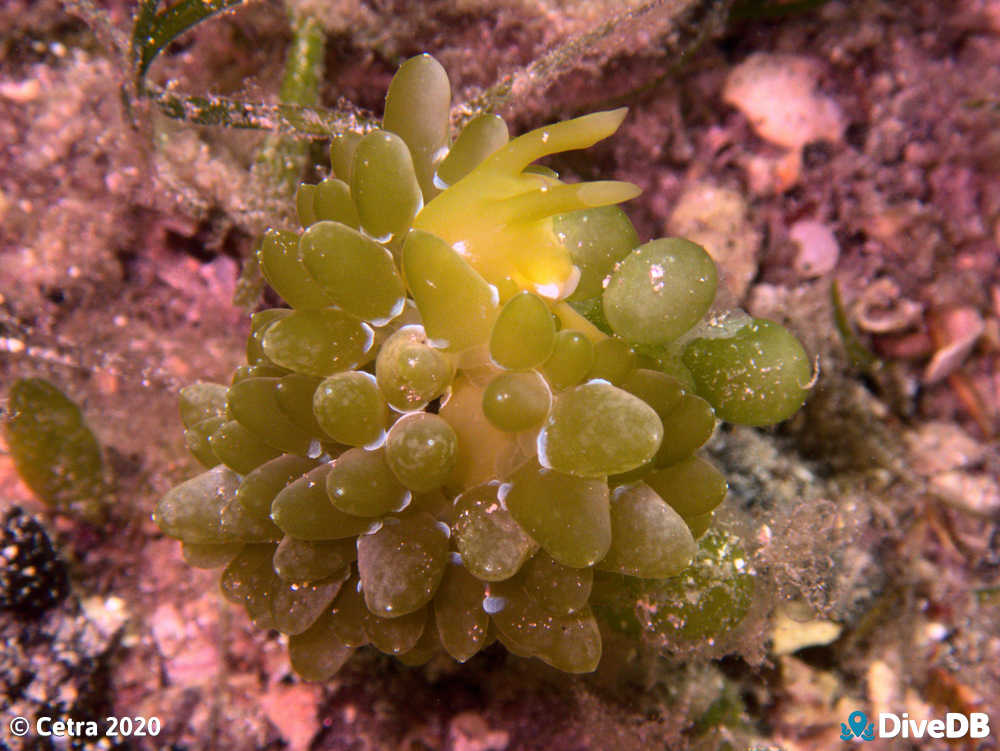 Photo of Grape Nudi at Edithburgh Jetty. 