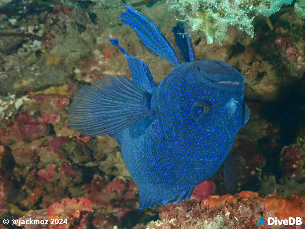 Photo at Seacliff Reef. 