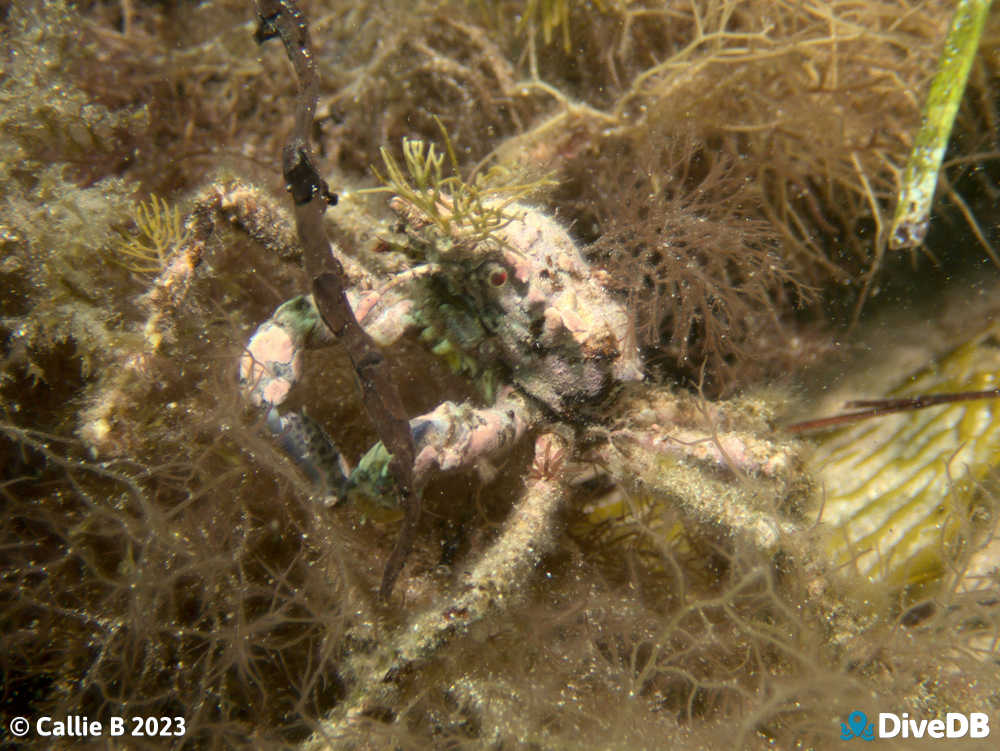 Photo of Decorator Crab at Port Noarlunga Jetty. 