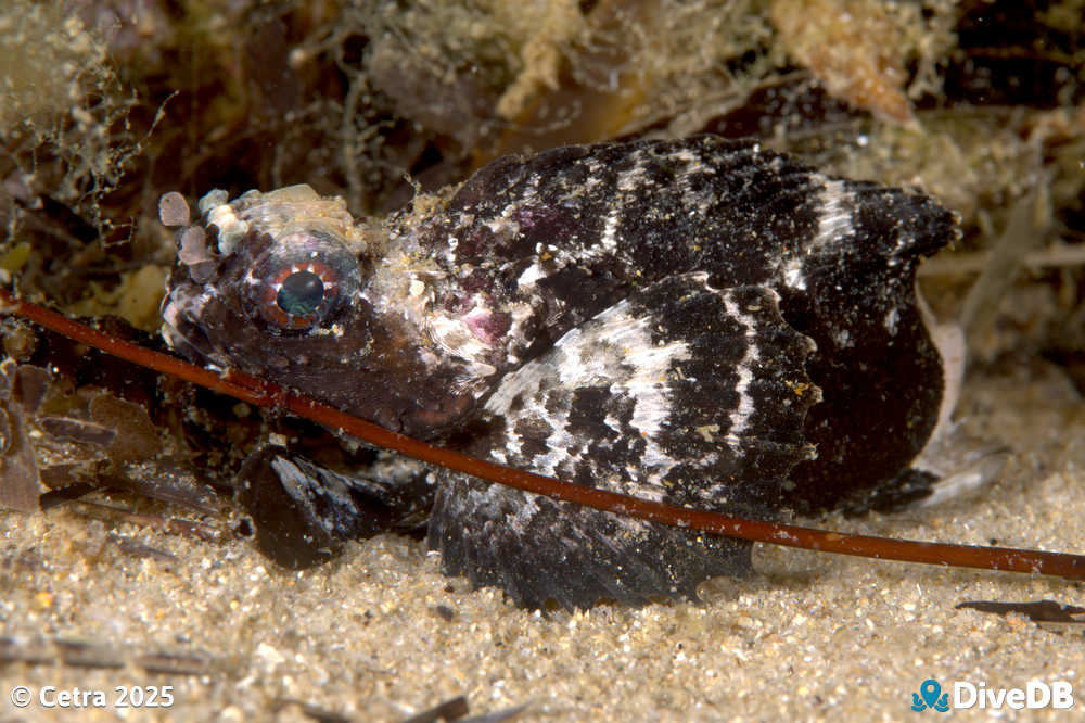 Photo at Port Noarlunga Jetty. 