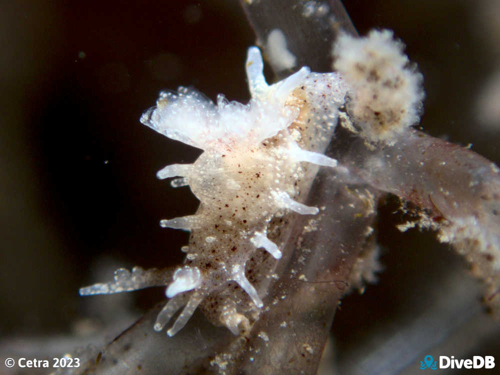 Photo of Okenia zoobotryon at Wallaroo Jetty. 