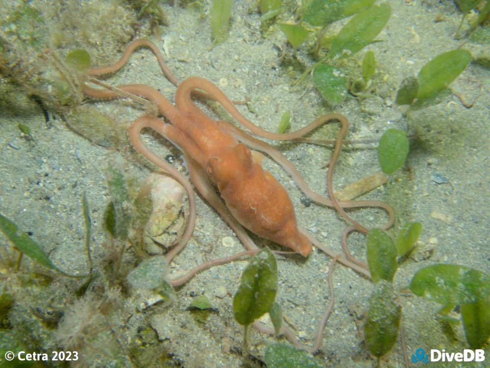 Photo of Sand Octopus at Edithburgh Jetty. 
