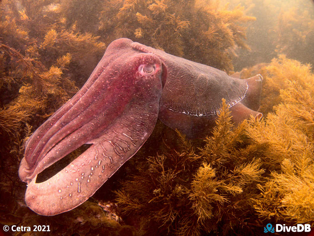 Photo of Cuttlefish at Whyalla Cuttlefish. 