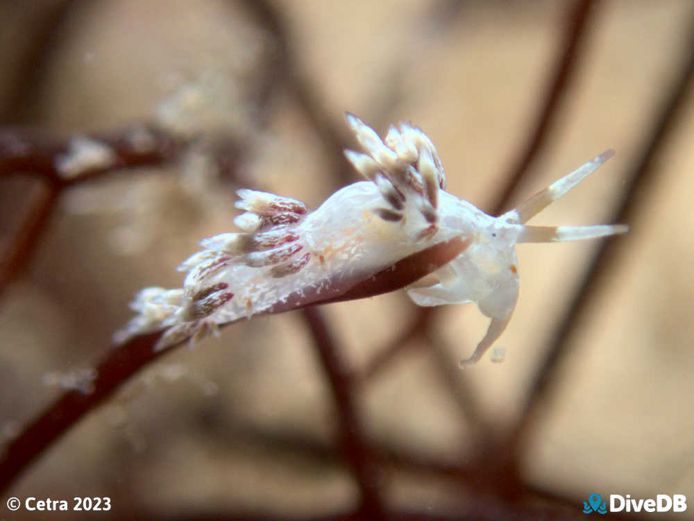 Photo of Createna lineata at Wallaroo Jetty. 