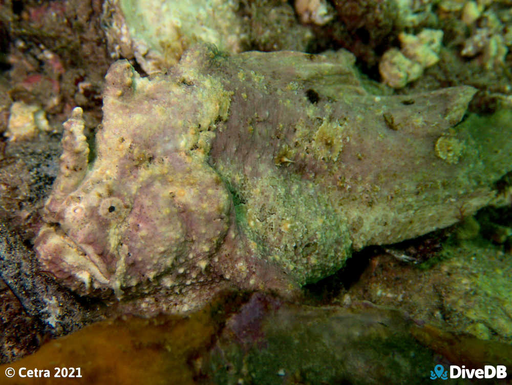 Photo of Angler Fish at Port Hughes Jetty. 