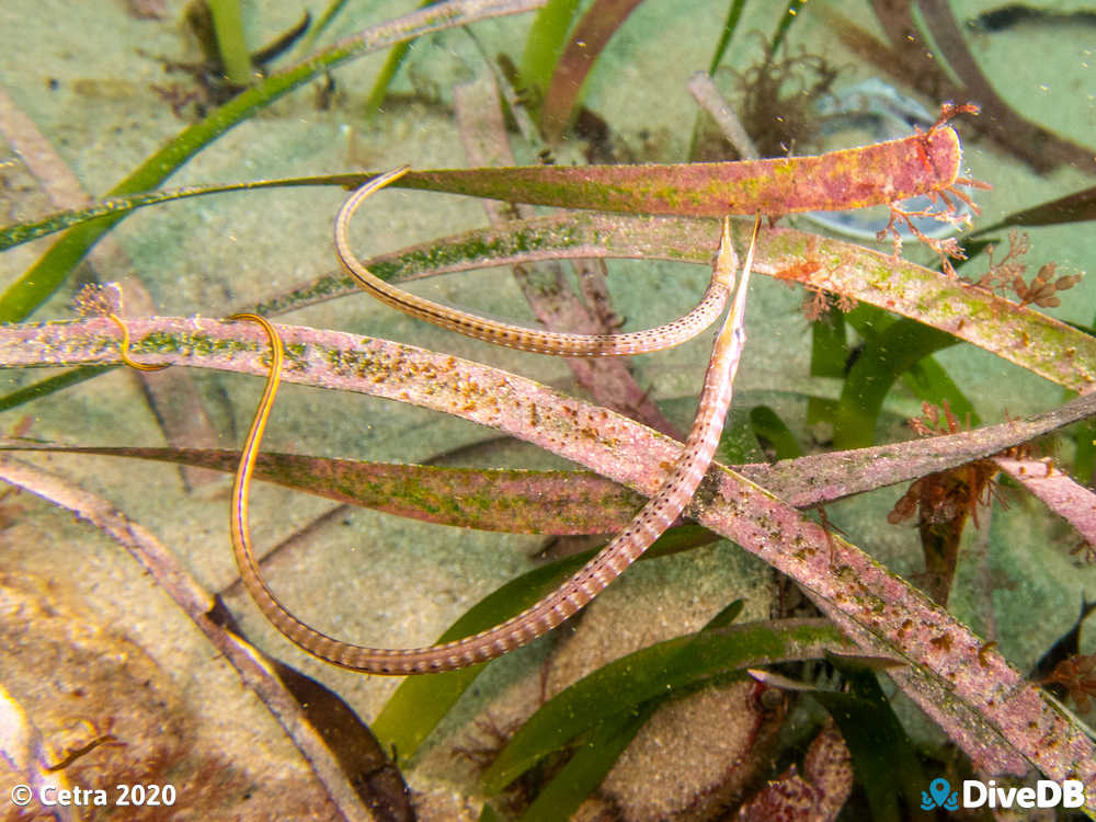 Photo of Spotted Pipefish at Port Noarlunga Jetty. 