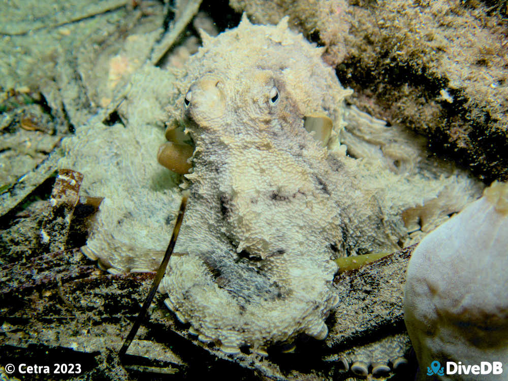 Photo of Octopus at Edithburgh Jetty. 