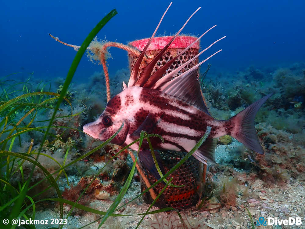 Photo at Seacliff Reef. 