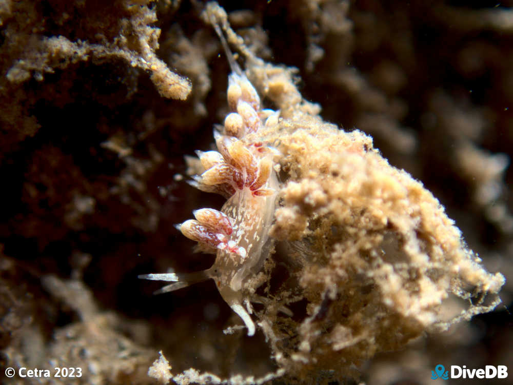 Photo of Createna lineata at Wallaroo Jetty. 