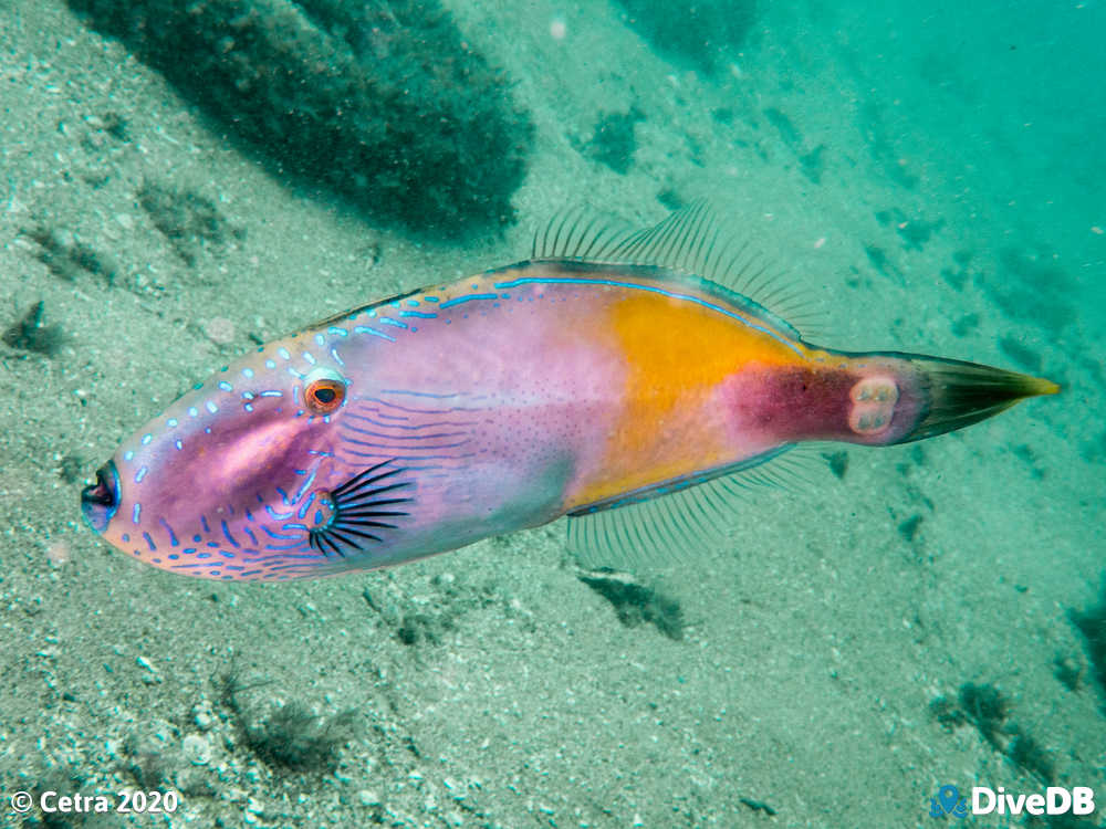 Photo of Sixspine Leatherjacket at Glenelg Tyre Reef. 