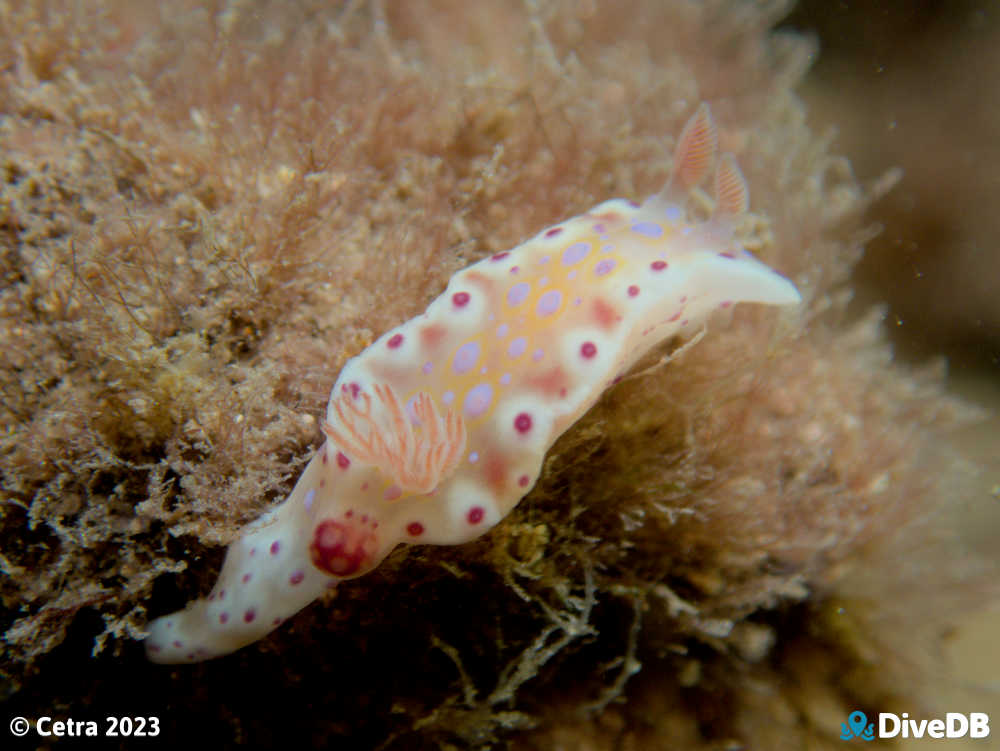 Photo of Short-tailed Sea Slug at Edithburgh Jetty. 